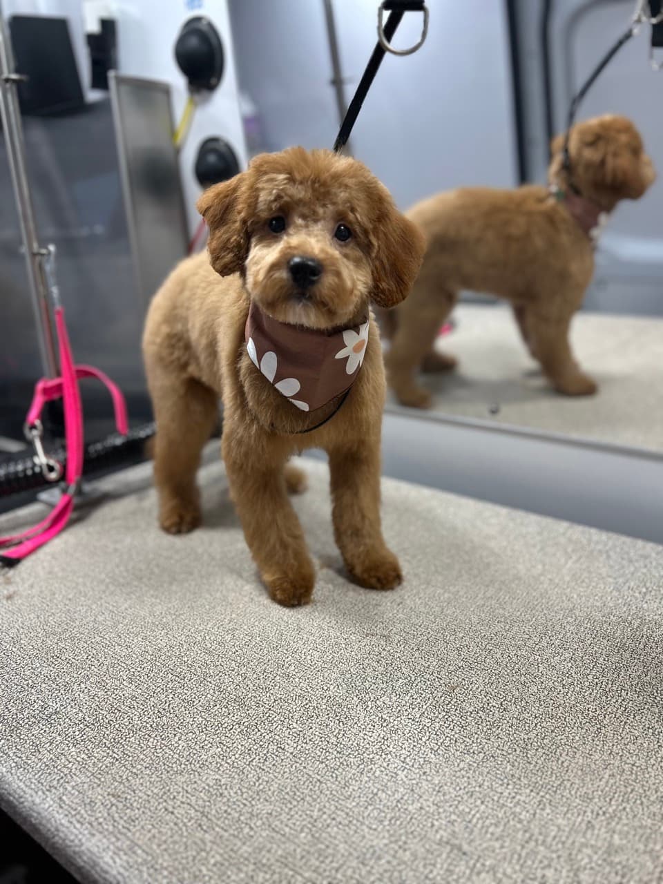 A dog
