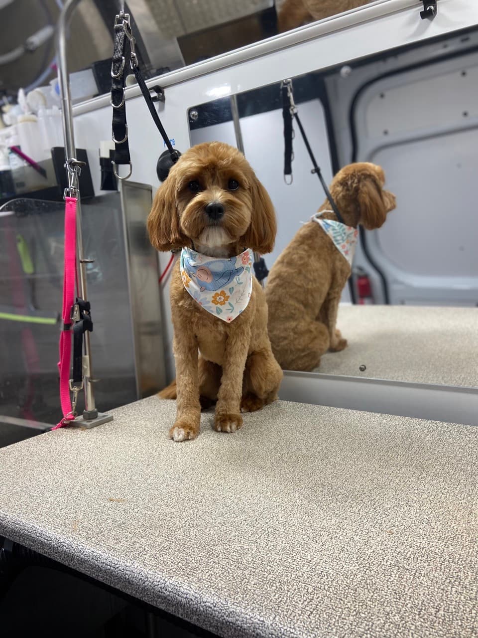 A dog