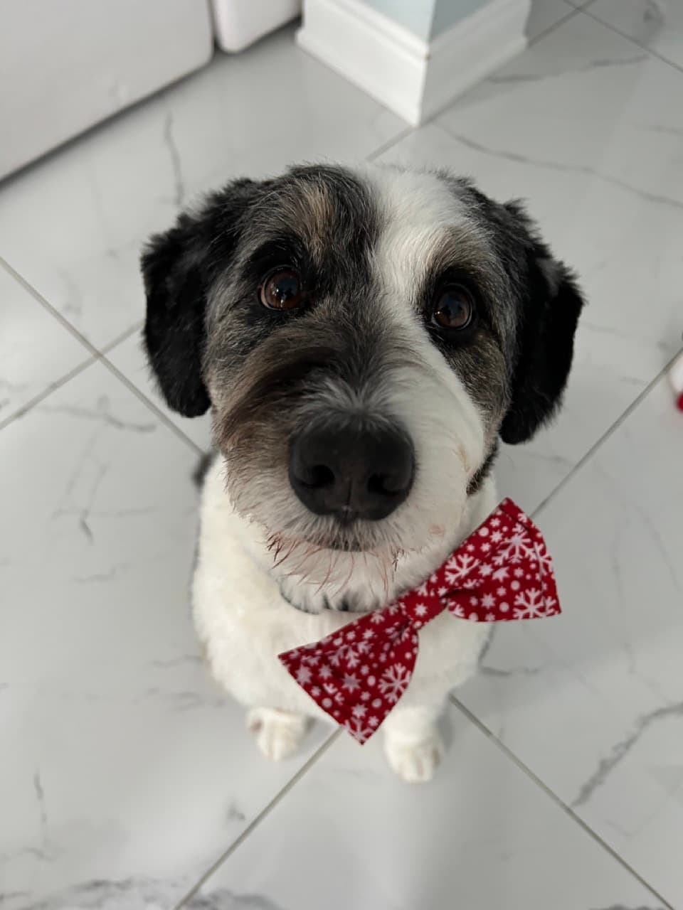 A dog
