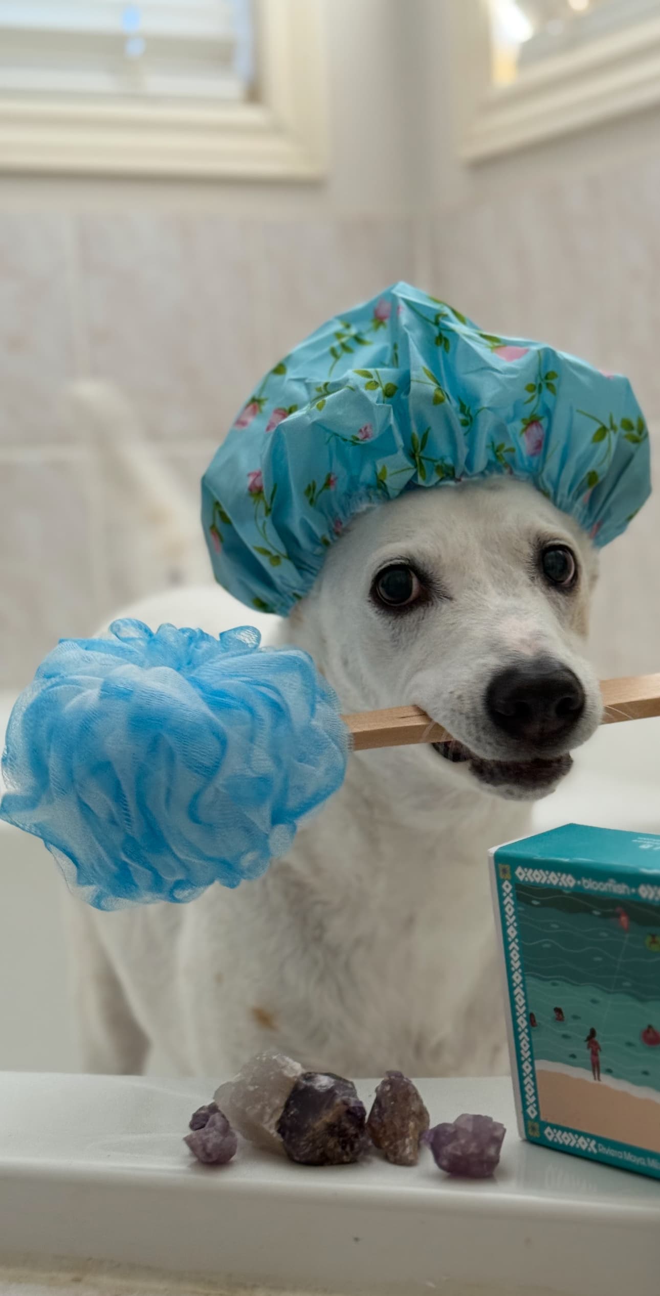 Happy freshly groomed dog